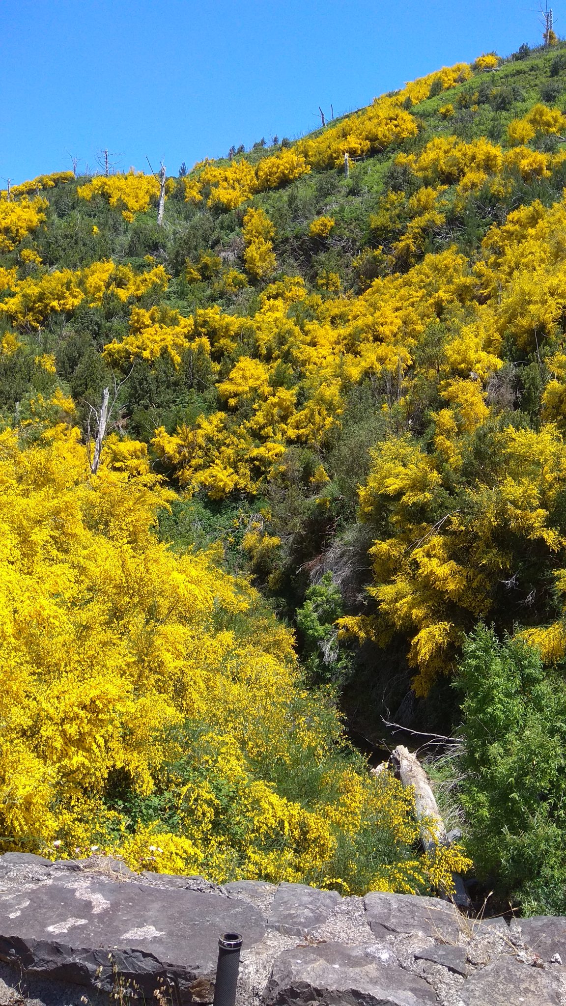 dia4-madeira-imagem-2